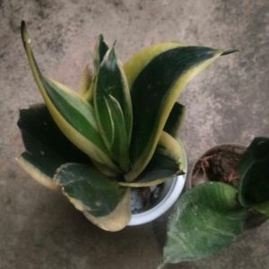 Combo Of 2 Variety Airpurifying Snake Plant