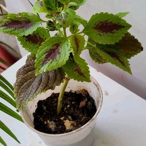evergreen Colues Plant 🌵& pot