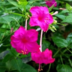 4'०Clock 🟪Pink Flower Plants Seeds