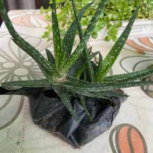 Aloe Healthy Succulent Plant