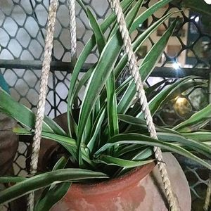 Spider Plant