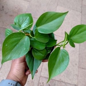 Combo Philodendron/Pathos 6 Live Plant