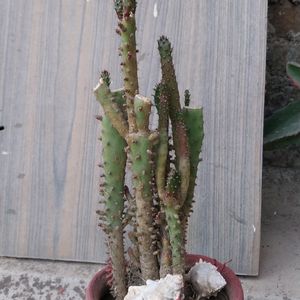 House Cactus 🌵
