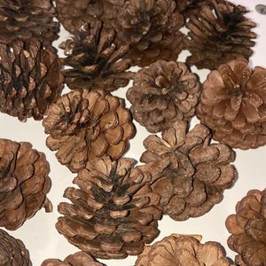 18 Pine Cones For Home Decor Or DIY Project