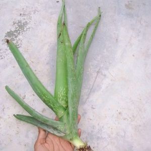 Healthy Aloevera Plant