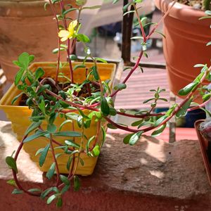 Portulaca Common Moss Rose Purslane🪴