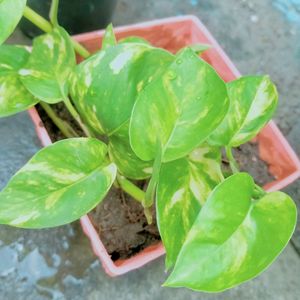 Golden Pothos