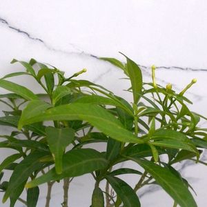 Jasmin Plant