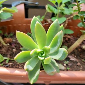 Succulent Sedum- Offer Price