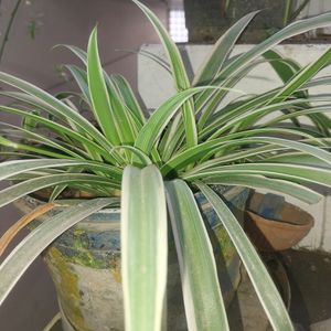 Spider Plant