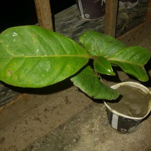 Almond Plant This Is Tree Real Outdoor Plan