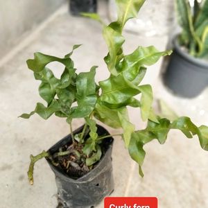 Mix Air Purifying Plants