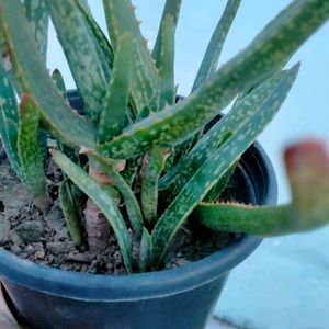 Aloe Vera chinensis