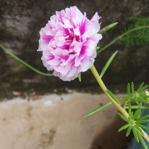 White Pink Mix Portulaca