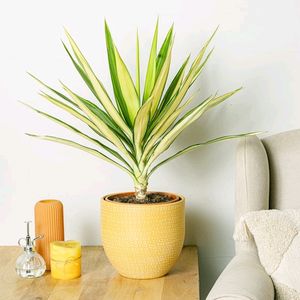 Yucca Plant In White 4" Pot