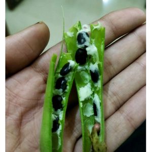 Butterfly Pea Seeds