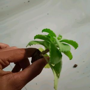 Ajwain Plant Cutting