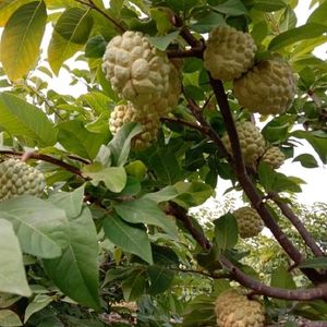 Highbrid Custard Apple Plant