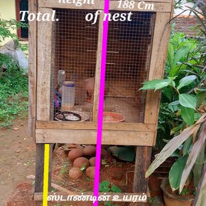 2 In 1 Bird Nest இரண்டு குருவிக்கூடுகள்