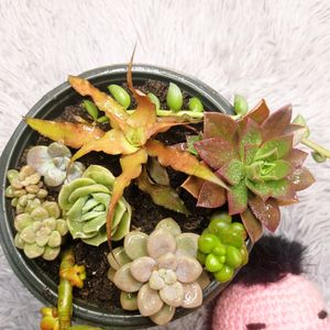 SUCCULENTS COMBO of 9