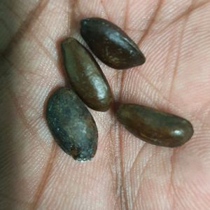 Original Sithaphal Or Custard Apple Seeds