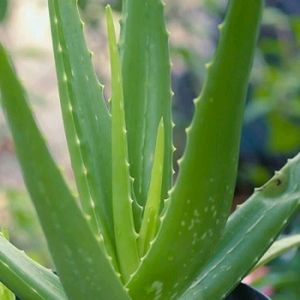 Aloevera Plant🌱 With Roots