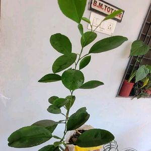 Set 2 Big Lemon 🍋 & Zabrinic Plants