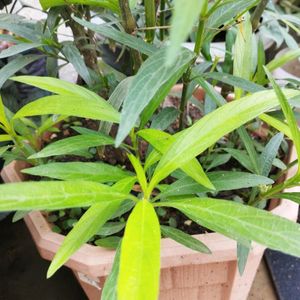 Pink Ruellia tuberosa flower or popping pod bloom