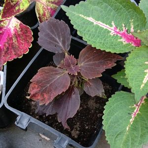 Coleus Plants And Cutting