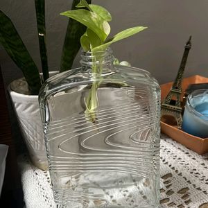 Aesthetic Glass Bottle/vase/jar