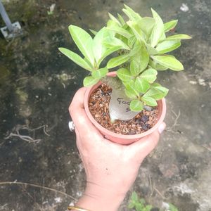 Adenium Arabicum (Godji SMS)