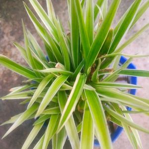 Combo Of 3 Plant Spider Sygonium Rain Lilly