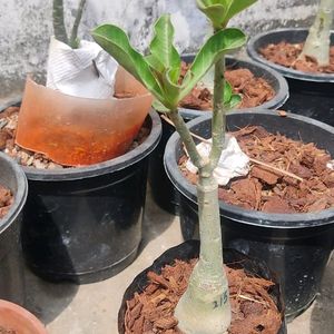 Grafted Adenium