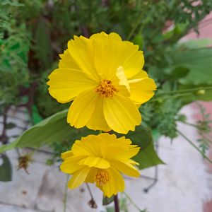 WHOLESALE OFFER Cosmos Yellow Mixed Seed(50 Seeds)