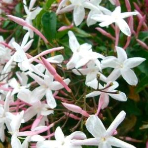 Spanish Jasmin Flower Plant With Root