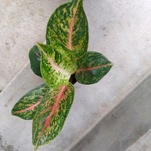 Air Purifying Mix Plants