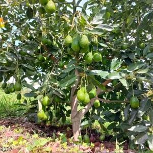 Hybrid Avocado Plant