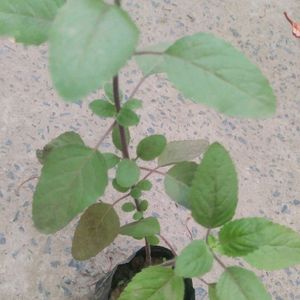 Tulsi Plant