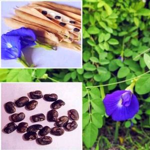 🟦 Blue Aparajita Flower Seeds.🟦🪴