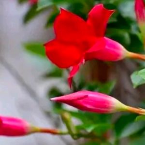 Combo Of 2 Color Mandevilla Flowering Plant