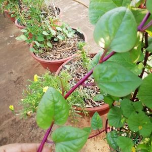 Red Buachali Kura Seeds