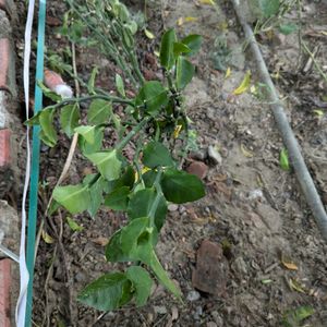 Pedianithus Plant Green