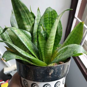 Dwarf Snake Plant