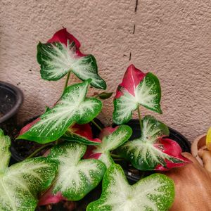 Caladium Shycool