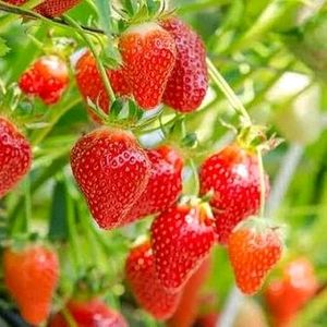 Hybrid Strawberry Plant