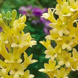 Yellow Rajnigandha Flower Bulbs 2 Pcs