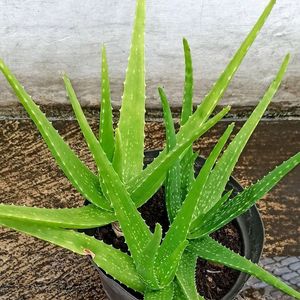 Aloe Vera Plant