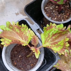 Coleus Cutting