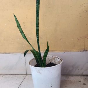 Original Oxygen Snake Plant