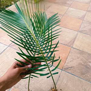 Sago Palm/Cycas Plant With Bulb